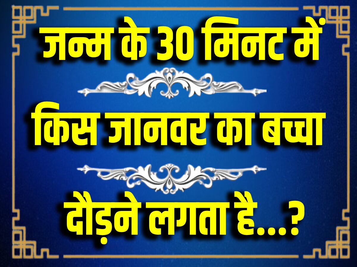 Quiz: किस जानवर का बच्चा पैदा होने के 30 मिनट के बाद ही दौड़ने लगता है?