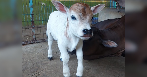 Punganur Cow: ढाई फीट की गाय बढ़ा देगी किसानों की आय, 50 हजार रुपये में मिलता है 1 किलो देसी घी