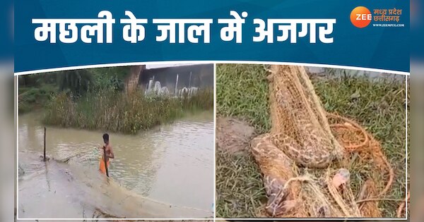 two pythons got trapped in a fishing net video viral on social media ...