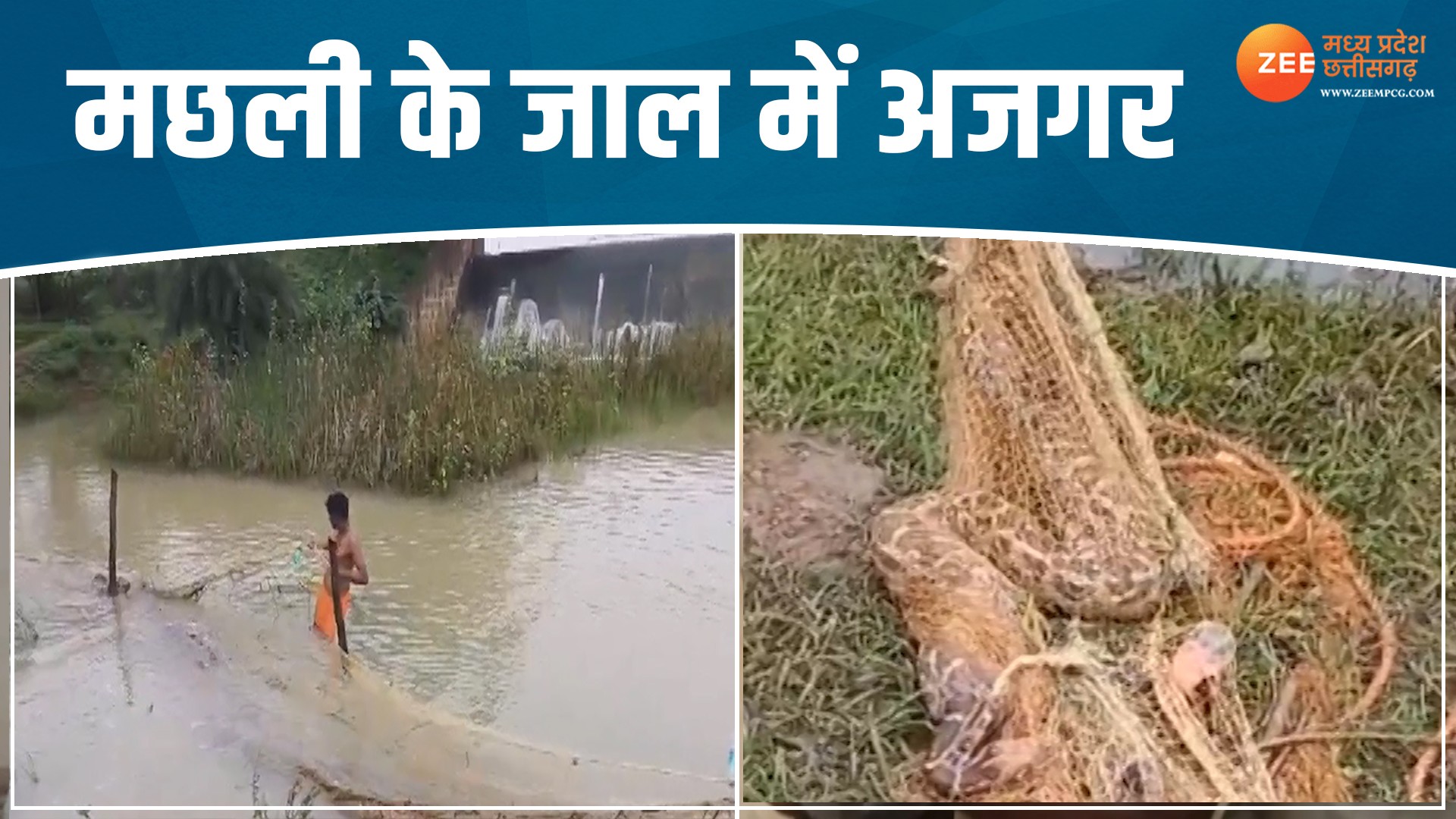 two pythons got trapped in a fishing net video viral on social media ...