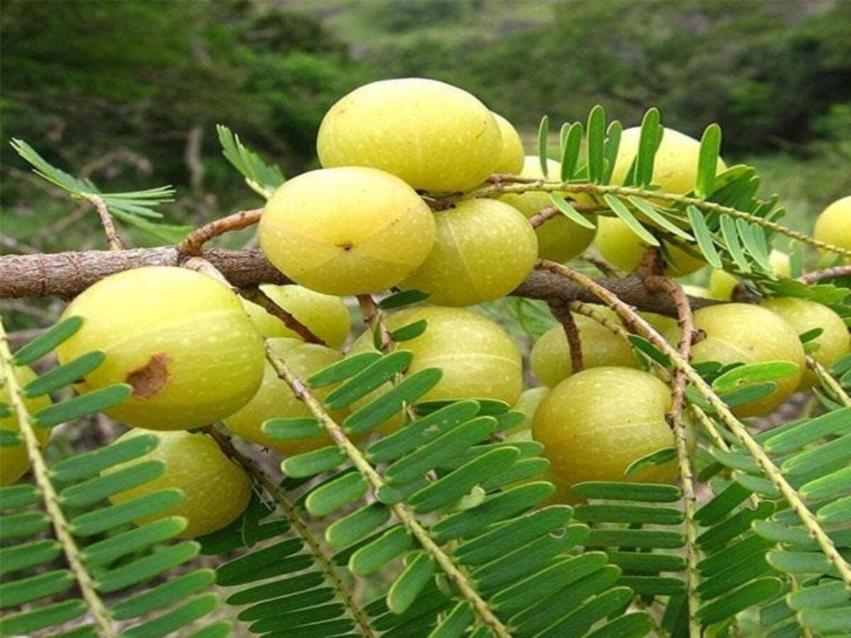 sawan 2024 bring one plant among of these to see miracle maa lakshmi ...
