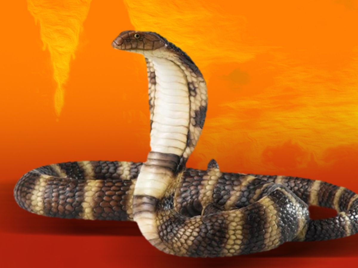 Know real story behind celebrating Nag Panchami