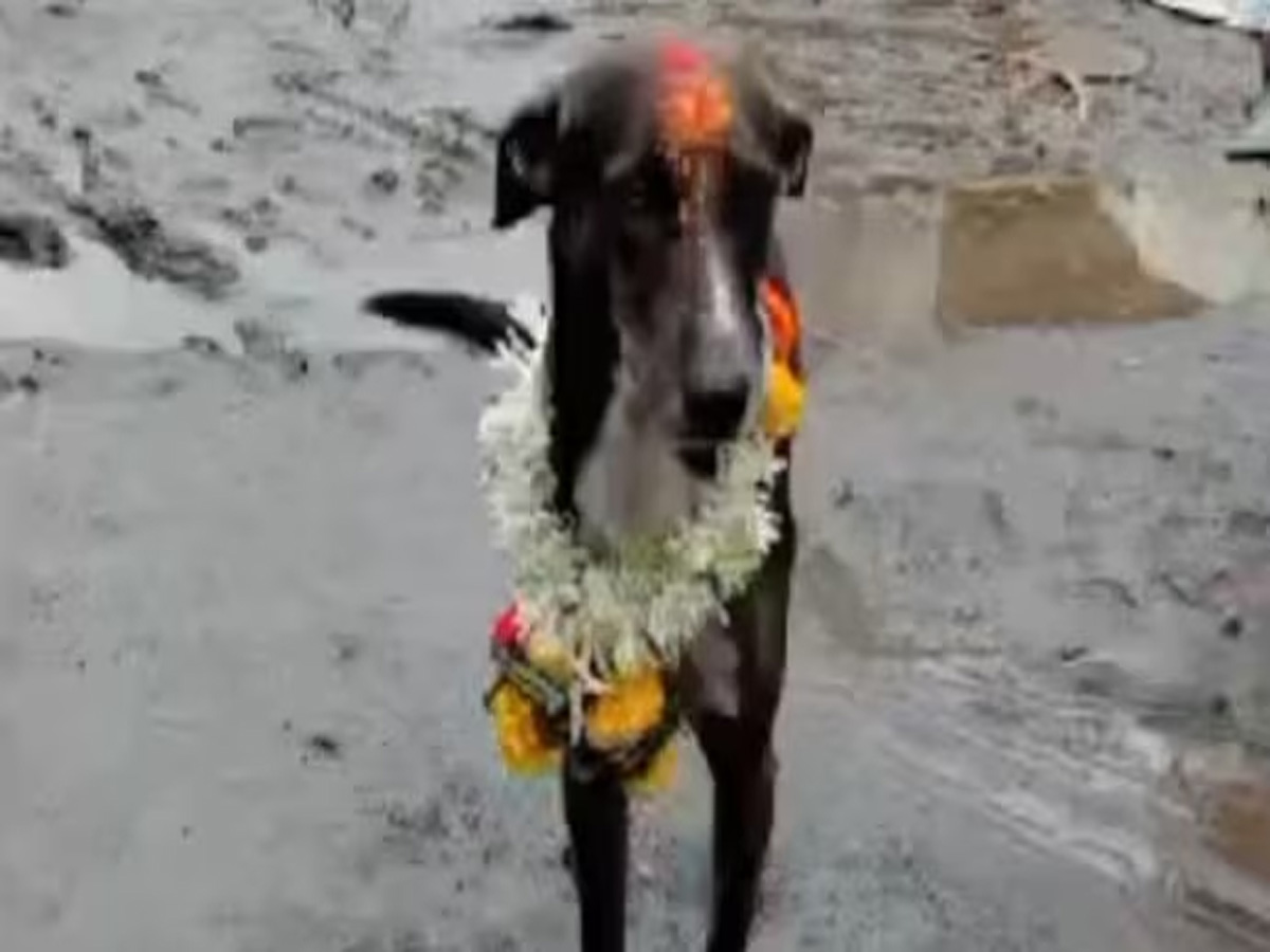 Karnataka में कुत्ते का अनोखा मामला, हफ्तों पहले बिछड़ा 250 KM सफर करके पहुंचा घर Karnataka में कुत्ते का अनोखा मामला, हफ्तों पहले बिछड़ा 250 KM सफर करके पहुंचा घर