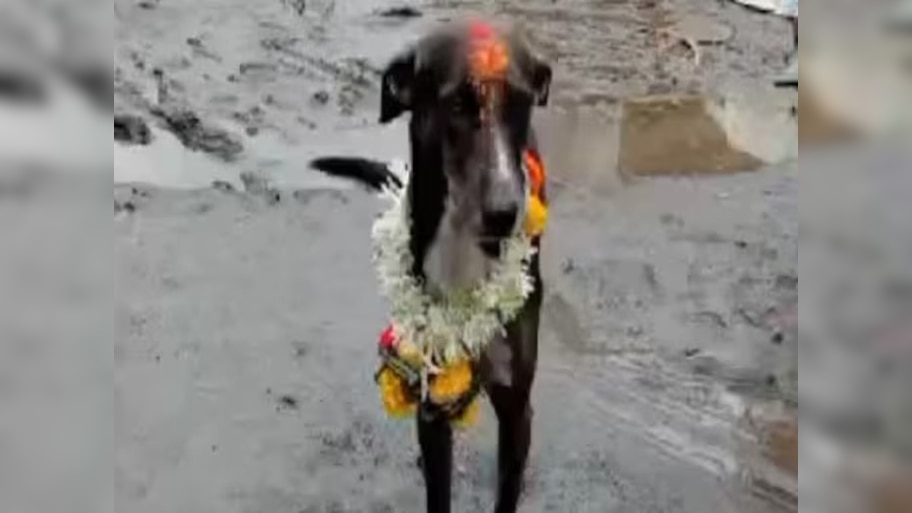 Karnataka में कुत्ते का अनोखा मामला, हफ्तों पहले बिछड़ा 250 KM सफर करके पहुंचा घर