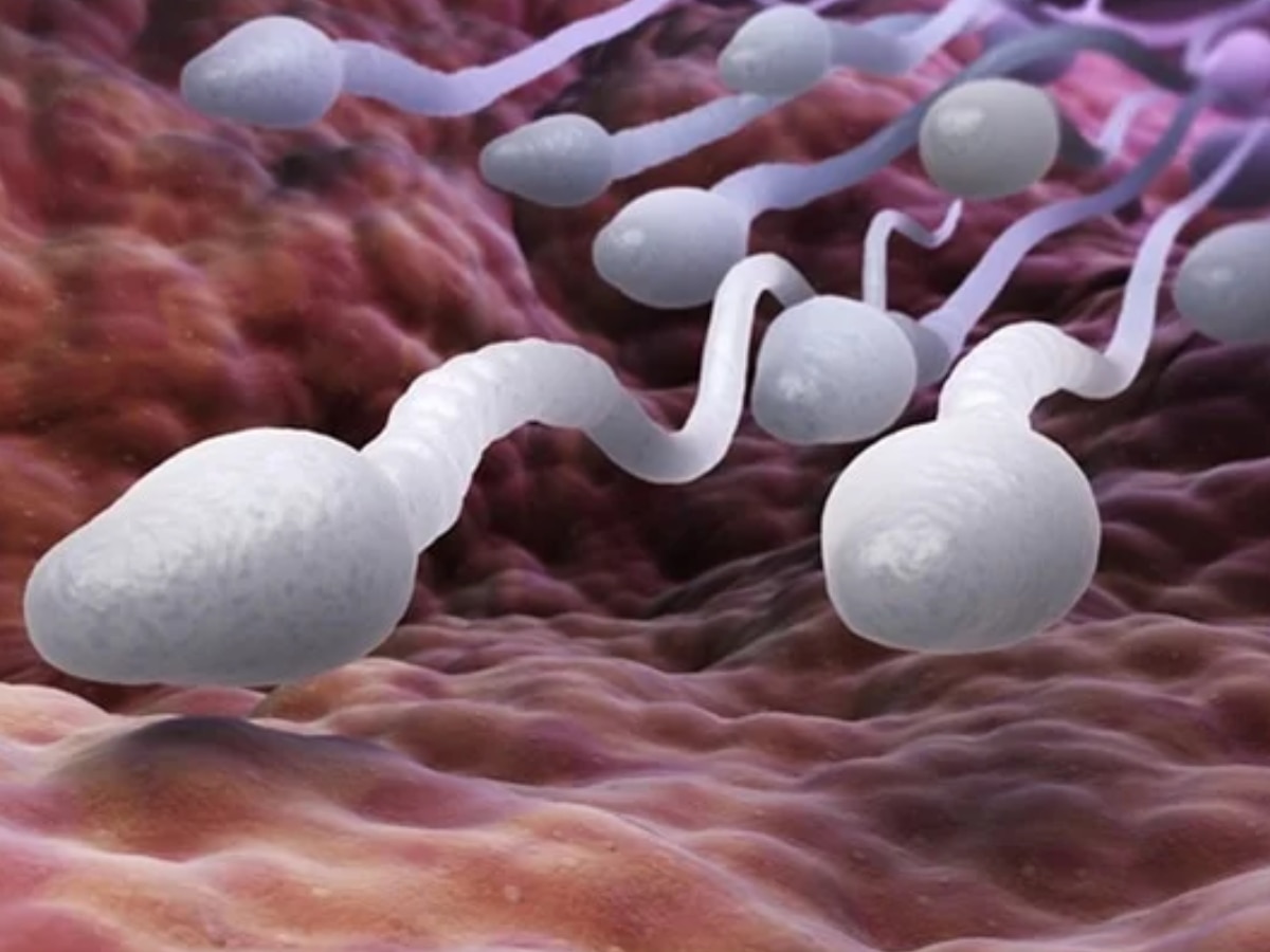 Sperm Quality: आपके स्पर्म की क्वालिटी कैसी है, इन संकेतों से घर बैठे लगा सकते हैं पता