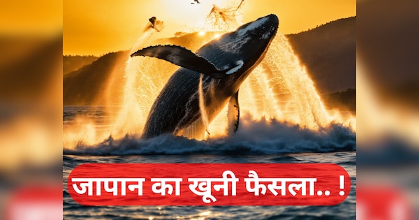 Japan: व्हेल की जान का दुश्मन क्यों बना जापान.. समंदर में कत्लेआम का बना लिया प्लान?