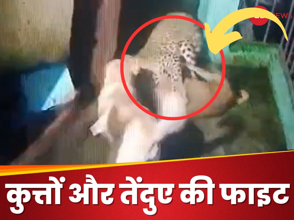 कुत्तों के सामने दुम दबाकर भागा खौफनाक तेंदुआ, घर की छत पर आया तो Video में देखें क्या हुआ