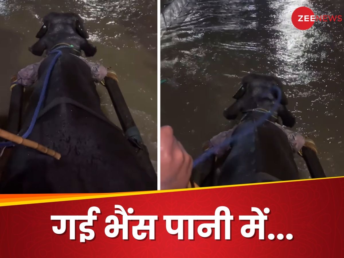 Jugaad Video: गई भैंस पानी में... दिल्ली की सड़क पर भर गया पानी, फिर भैंस के ऊपर बैठकर की सवारी