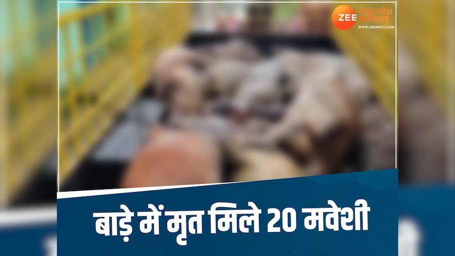 बाड़े में 14 मवेशियों की मौत पर एक्शन, लापरवाही बरतने वालों पर गिरी गाज, 4 आरोपी गिरफ्तार