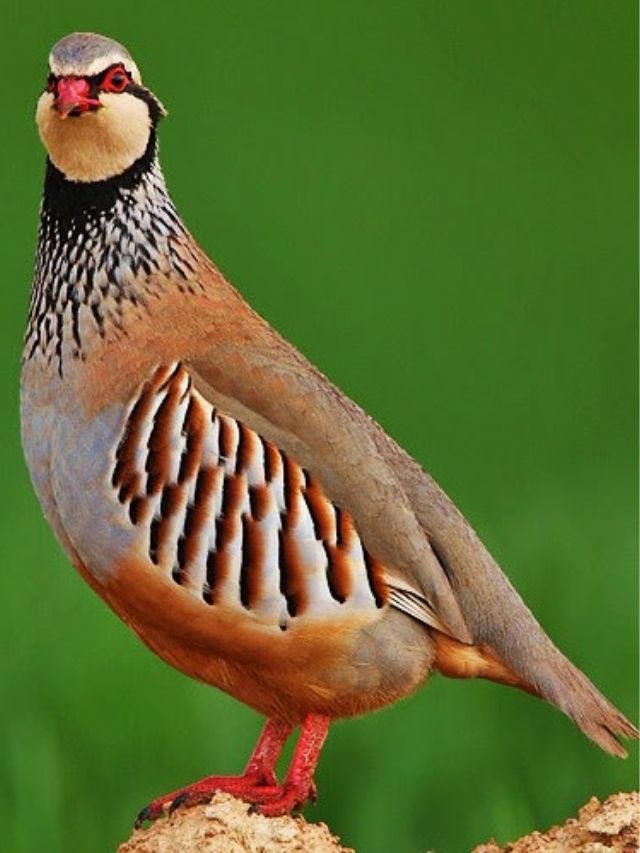Partridge Bird In Hindi
