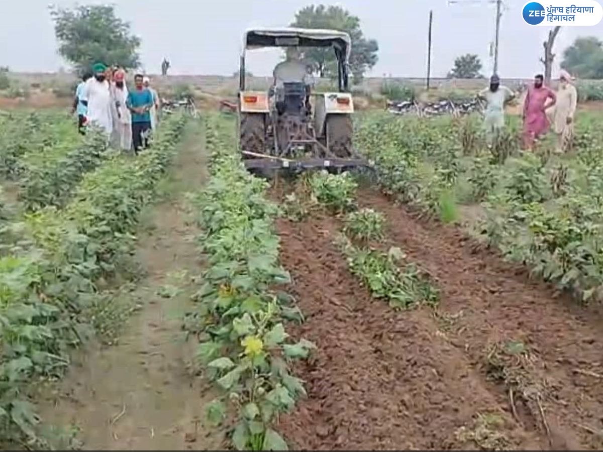 Bathinda News: ਗੁਲਾਬੀ ਸੁੰਡੀ ਤੇ ਚਿੱਟੇ ਮੱਛਰ ਦੇ ਹਮਲੇ ਕਾਰਨ ਕਿਸਾਨ ਨਰਮੇ ਦੀ ਫ਼ਸਲ ਵਾਹੁਣ ਲਈ ਮਜਬੂਰ