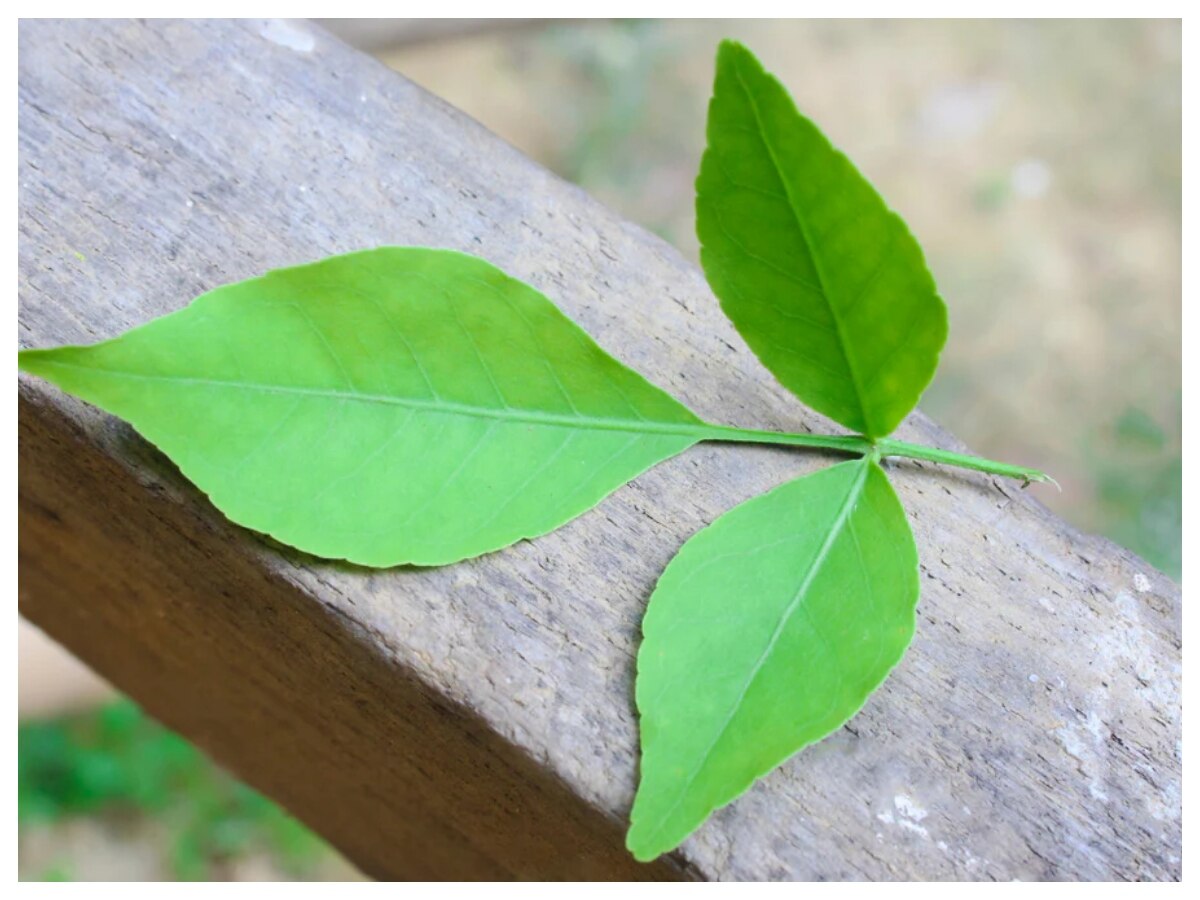 सुबह खाली पेट बेलपत्र खाने के हैं कई फायदे, कुछ द‍िनों में ही द‍िखेगा कमाल