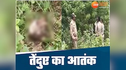 धमतरी में तेंदुए का खौफ! घर के सामने से बच्चे को उठा ले गया था, फिर 36 घंटे बाद...