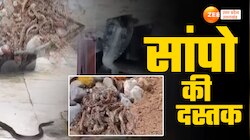 snake video: इंसानों के इलाकों में जहरीले सांपों का आतंक, थरथर कांपने लगे लोग 