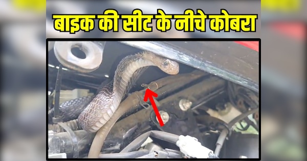 King Cobra video Rescue of snake hidden inside Bike in kota | बाइक की सीट के नीचे छिपा था King Cobra, सीट पर बैठते ही फन फैलाकर किया हमला | Zee News Hindi