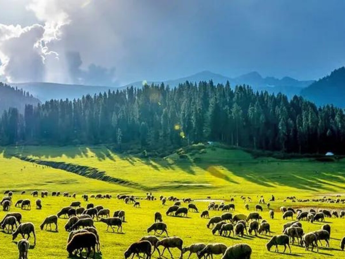 कश्मीर से मात्र 128 Km दूर बसी है ये स्वर्ग-सी सुंदर जगह, नजारें ऐसे की हार बैठेंगे दिल  