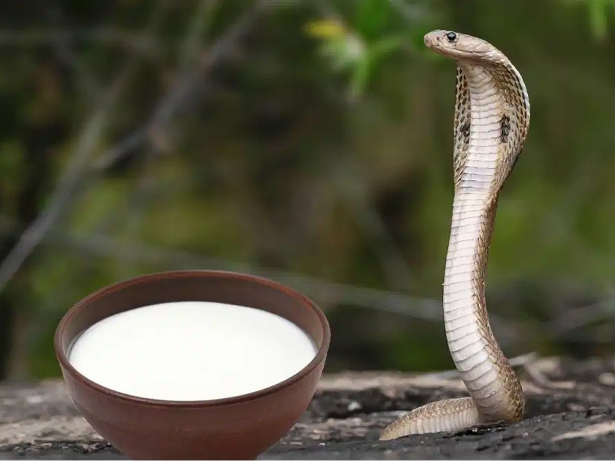 Nag Panchami 2024 Do snakes really drink milk on not read Nagpanchami  special Story | Nag Panchami 2024: क्या सच में दूध पीते हैं सांप? जानें नागपंचमी  पर सदियों पुरानी परंपरा का