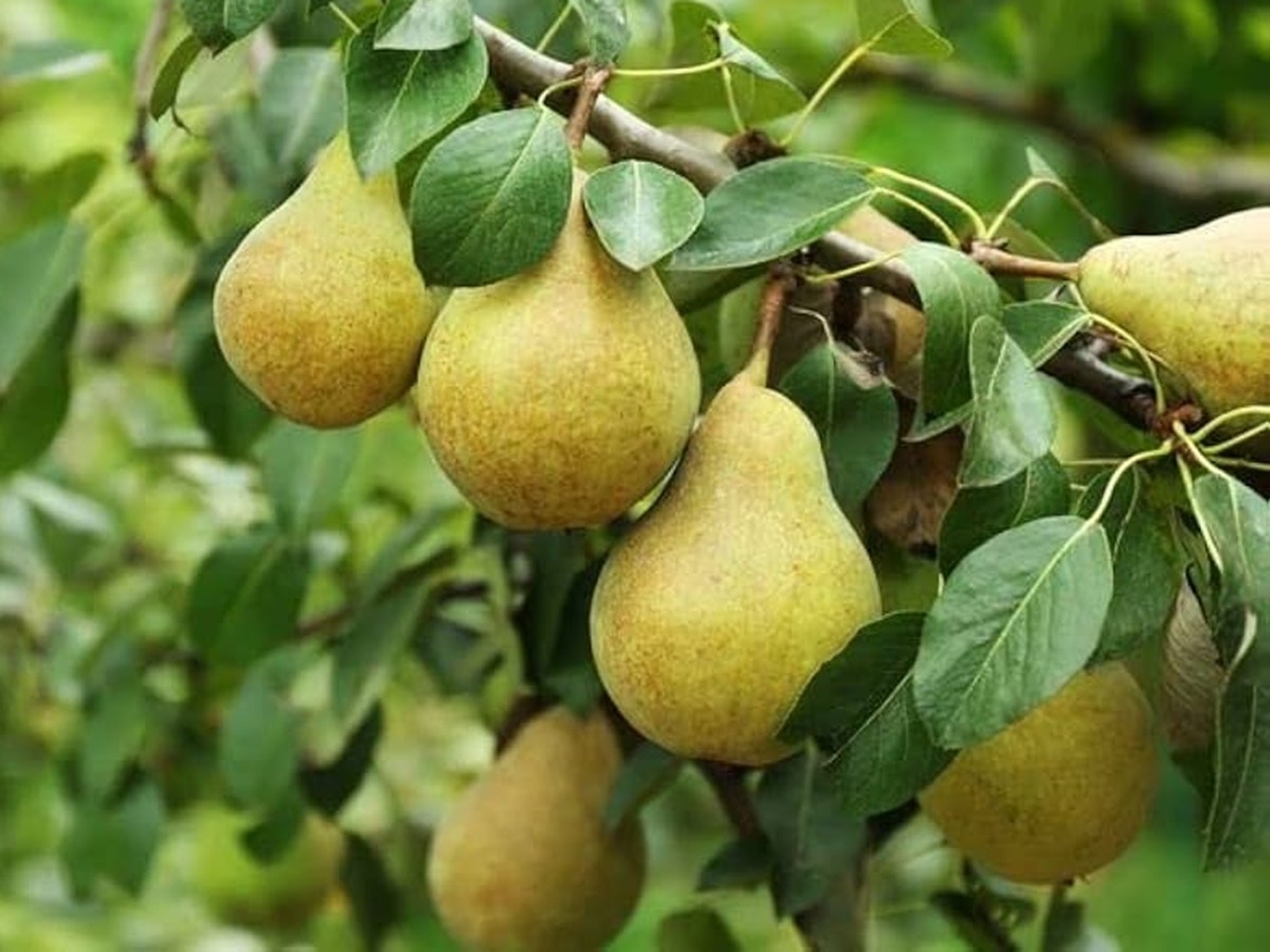 Which is better, Nashpati or Babugosha? What is the English name of  Babugosha fruit? What is the difference between Naag and Nashpati | नाशपाती  कितने प्रकार के होते हैं, क्या नशपति और