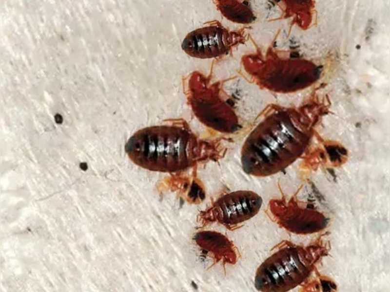 remove bed bugs with home remedies khatmal bhagane ke upay खटमल से ...