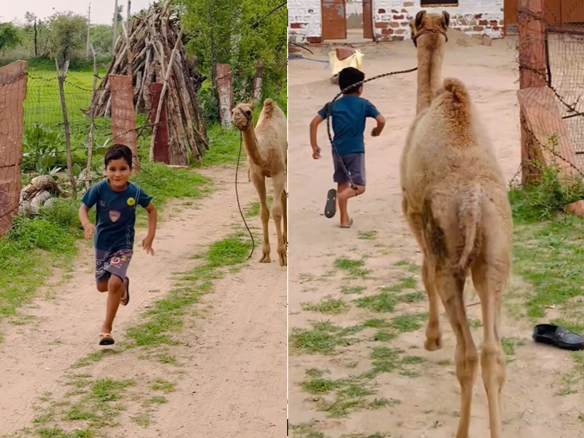 इंसानी बच्चे के साथ ऊंट के बच्चे ने लगाई रेस, Video में देखिए किसने मारी जीत की बाजी