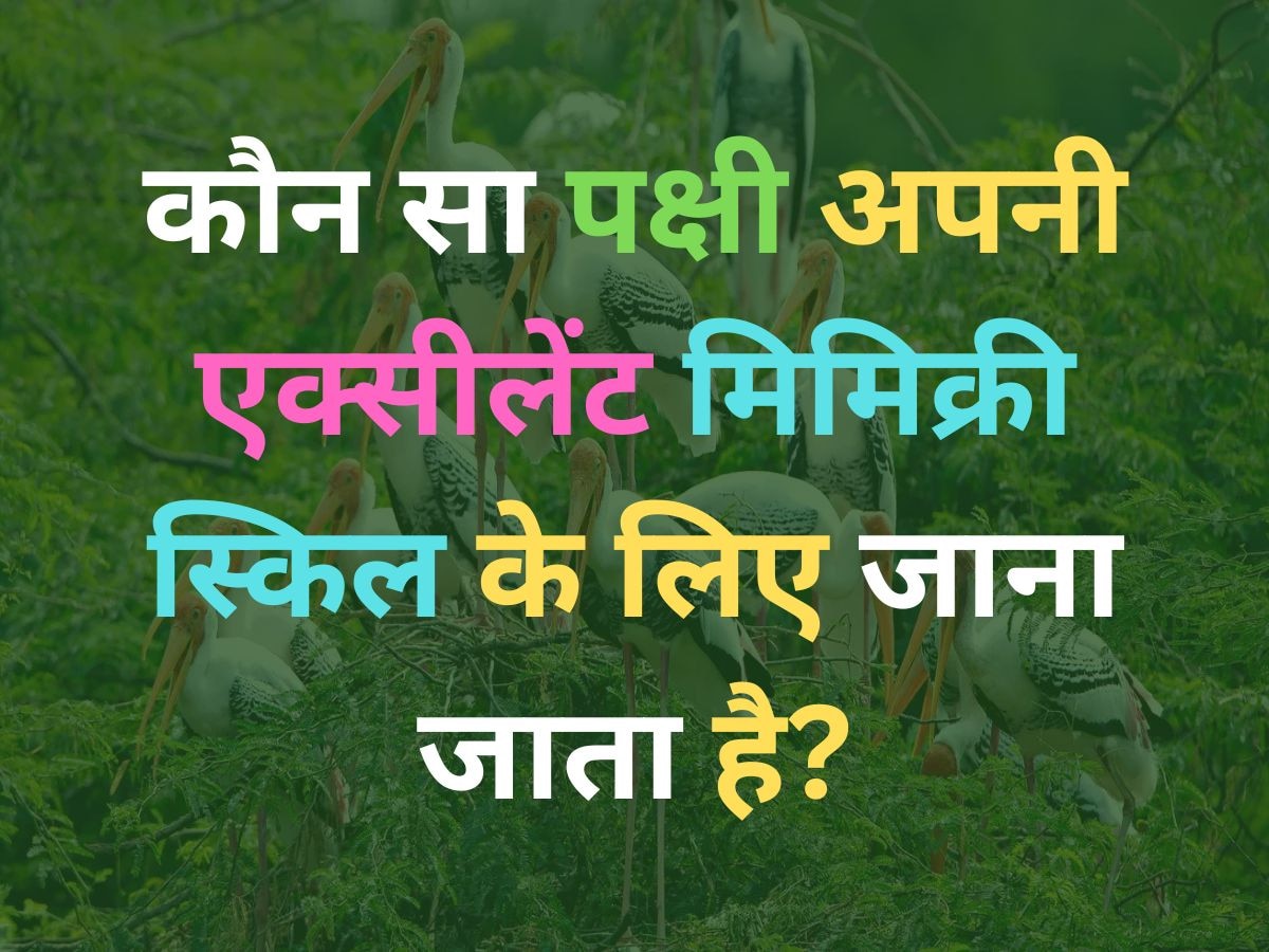 Quiz: अपनी एक्सीलेंट मिमिक्री स्किल के लिए जाना जाता है ये पक्षी