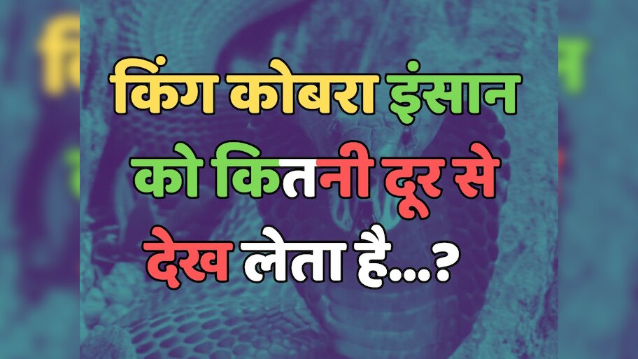 Trending Quiz : किंग कोबरा इंसान को कितनी दूर से देख लेता है?  