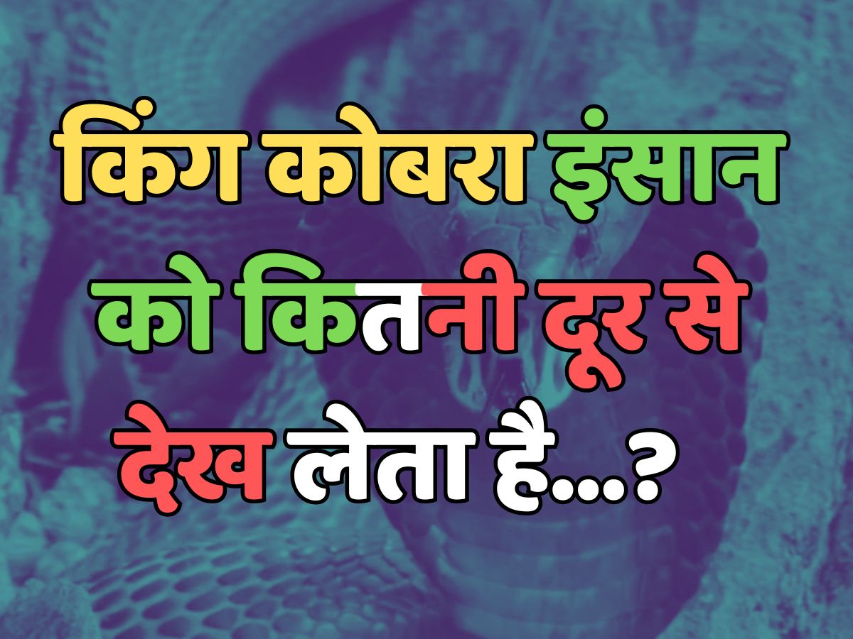 Trending Quiz : किंग कोबरा इंसान को कितनी दूर से देख लेता है? Trending Quiz : किंग कोबरा इंसान को कितनी दूर से देख लेता है?