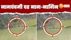 Video: नाग पंचमी के अवसर पर अद्भुत नजारा, सावन में डांस करते दिखे नाग-नागिन