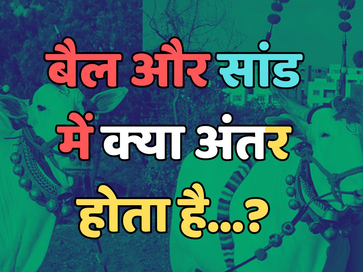 Trending Quiz : क्या आप बता सकते हैं, कि बैल और सांड में क्या अंतर होता है? Trending Quiz : क्या आप बता सकते हैं, कि बैल और सांड में क्या अंतर होता है?