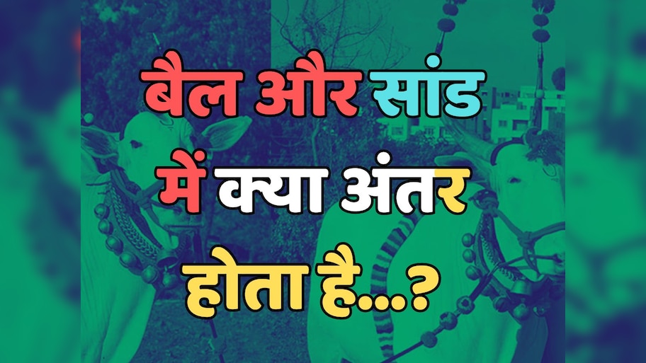 Trending Quiz : क्या आप बता सकते हैं, कि बैल और सांड में क्‍या अंतर होता है?