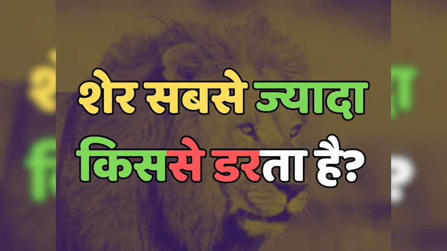 Trending Quiz : शेर सबसे ज्यादा किससे डरता है?