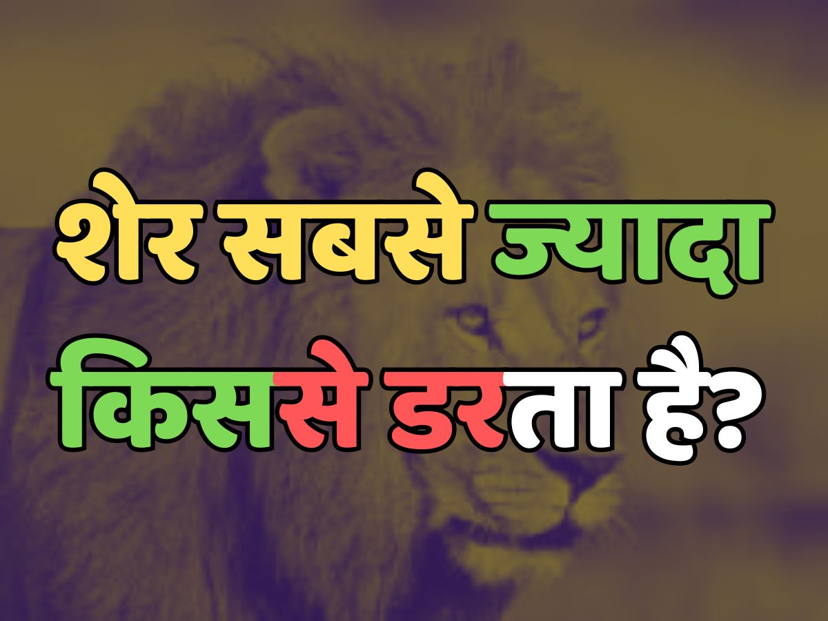 Trending Quiz : शेर सबसे ज्यादा किससे डरता है? Trending Quiz : शेर सबसे ज्यादा किससे डरता है?