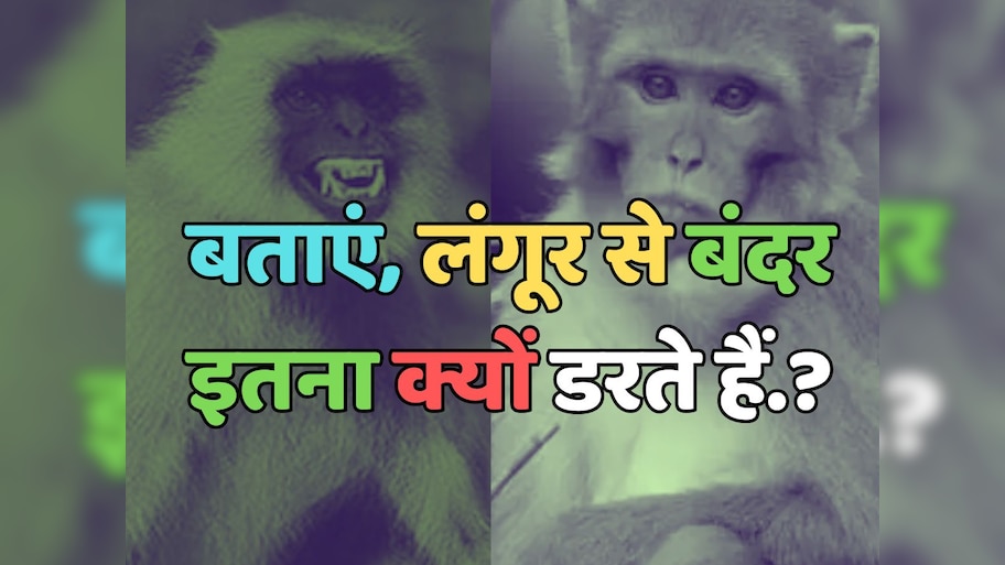 Trending Quiz : लंगूर से बंदर इतना क्यों डरते हैं?