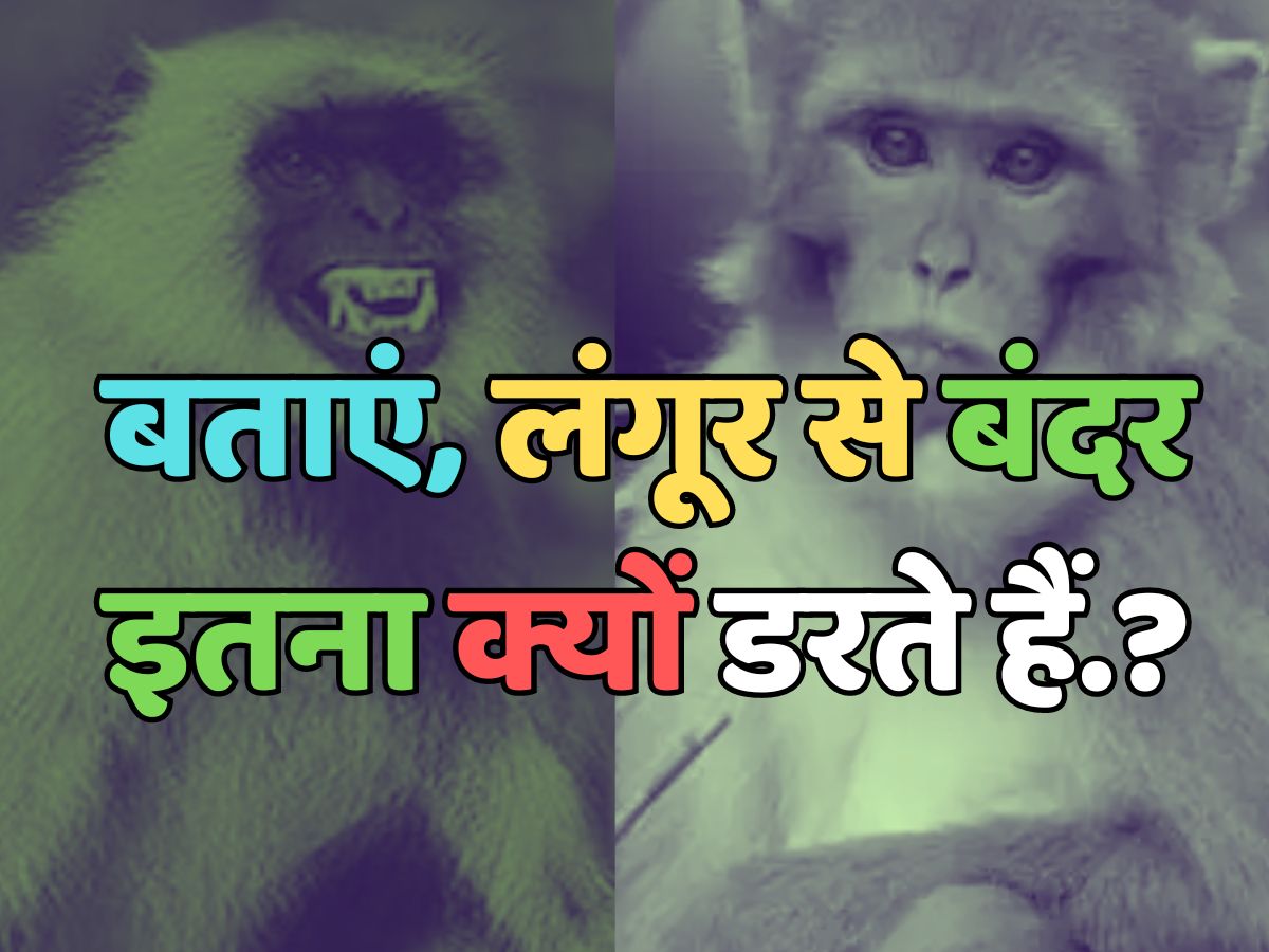 Trending Quiz : लंगूर से बंदर इतना क्यों डरते हैं? Trending Quiz : लंगूर से बंदर इतना क्यों डरते हैं?