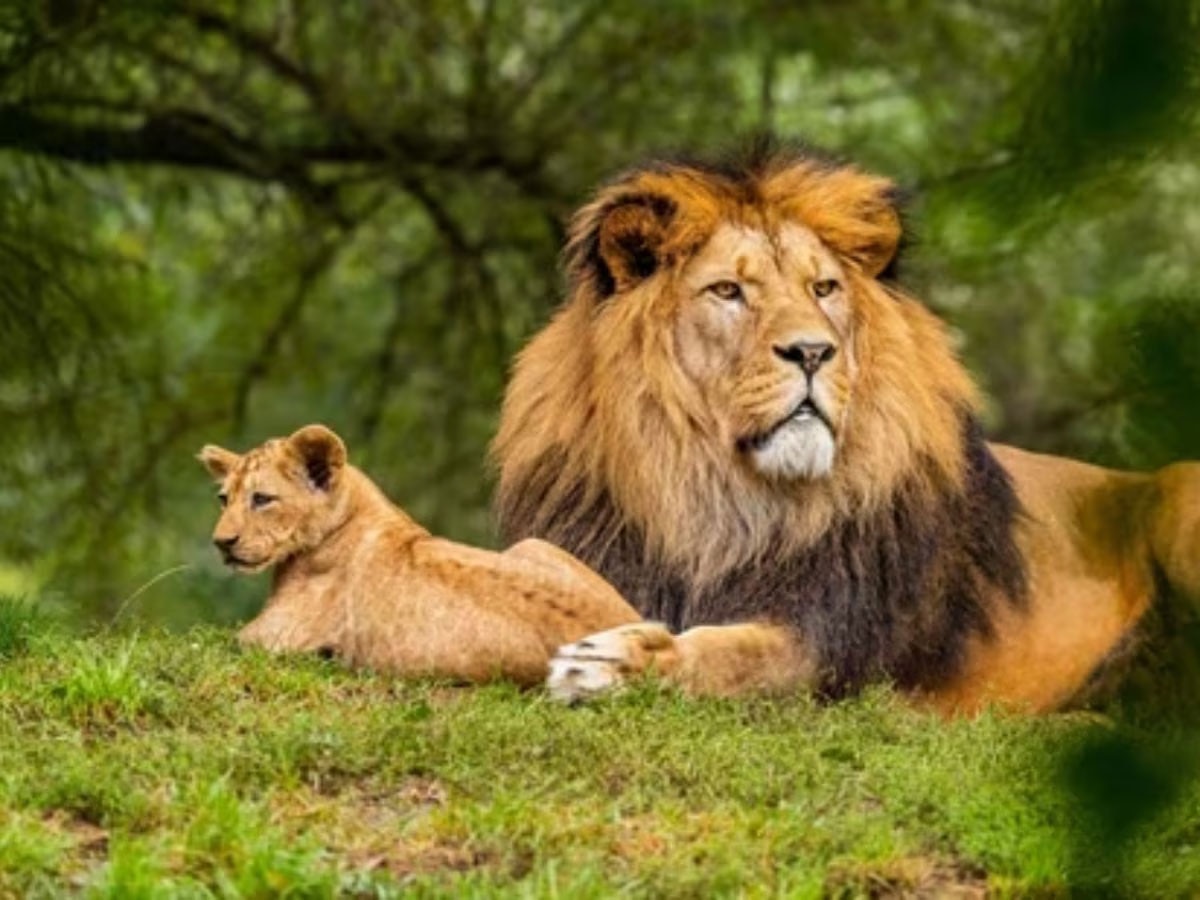 World Lion Day: 'विश्व शेर दिवस' आज, आखिर क्यों जरूरी है हमारे लिए 'वनराज'?