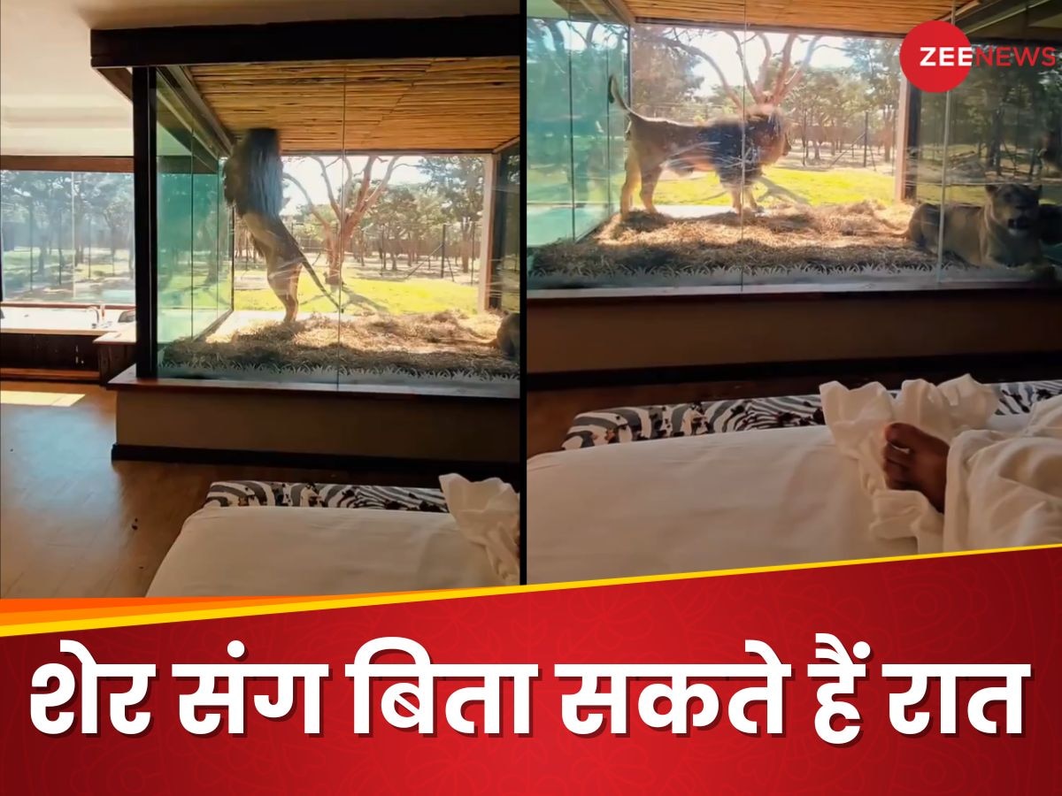 Video: यहां खूंखार शेर संग सोने के लिए आते हैं टूरिस्ट, होटल के कमरे में यूं करते हैं मस्ती