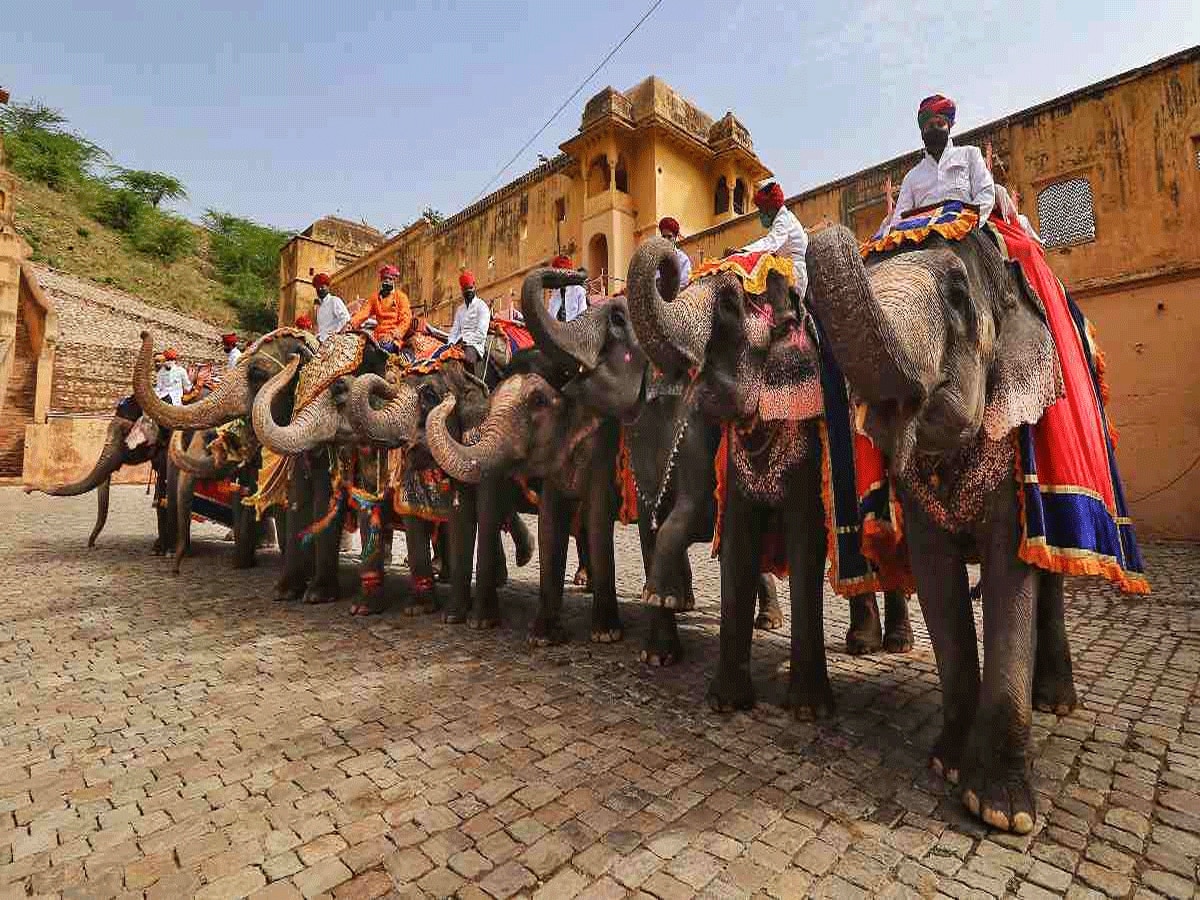World elephant day gestation period of elephant is 2 years 
