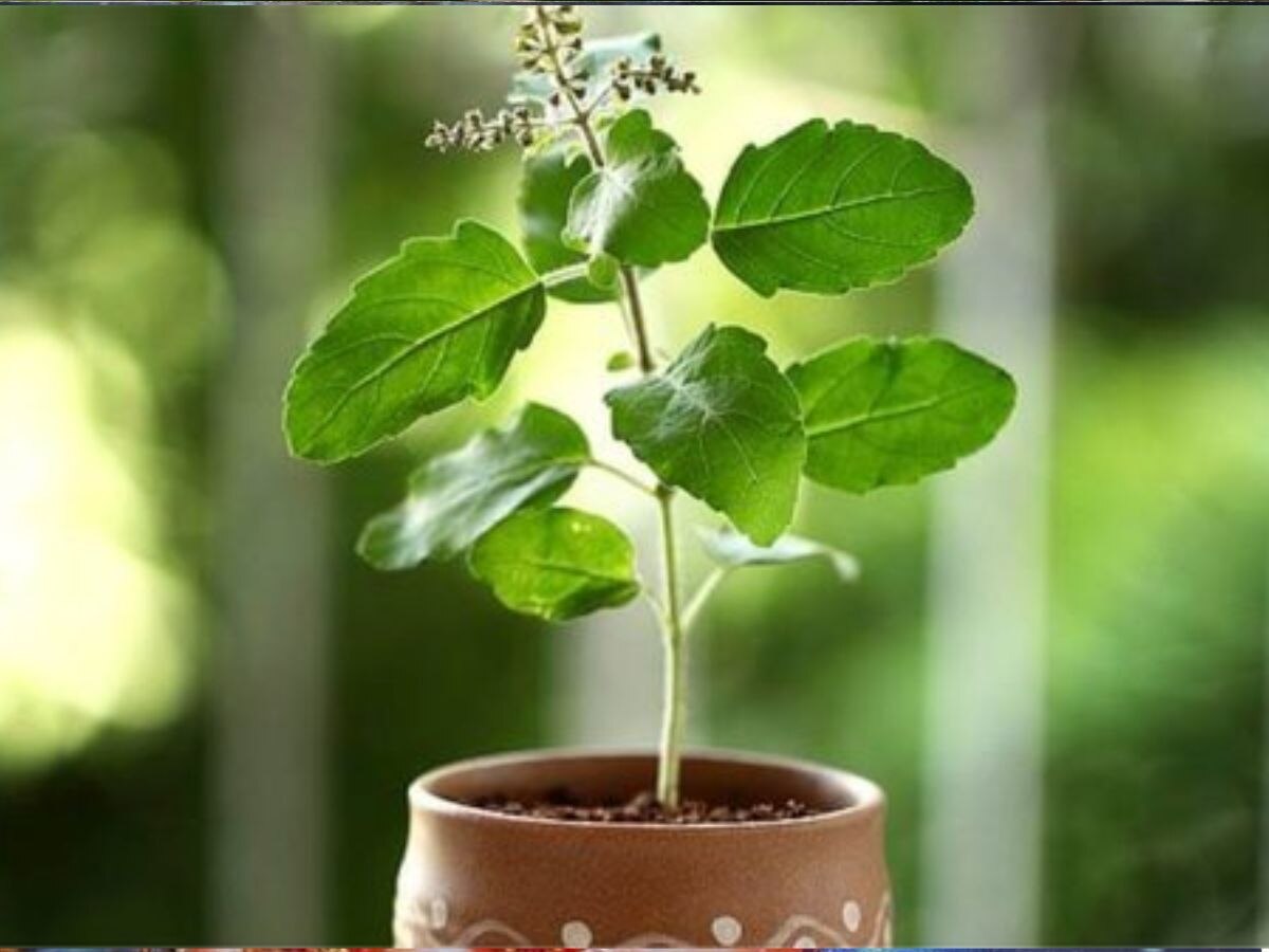 tulsi plant vastu tips 