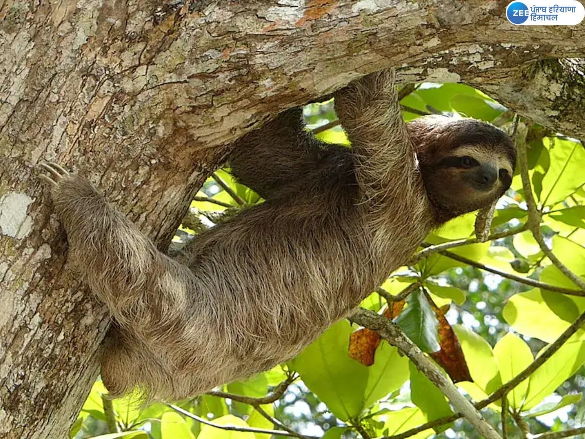 Sloth Borne Virus: ਯੂਰਪ 'ਚ ਤੇਜ਼ੀ ਨਾਲ ਫੈਲ ਰਿਹਾ ਵਿਲੱਖਣ ਵਾਇਰਸ; ਸੁਸਤੀ ਤੇ ਮੱਛਰ ਤੋਂ ਹੁੰਦਾ ਪੈਦਾ 