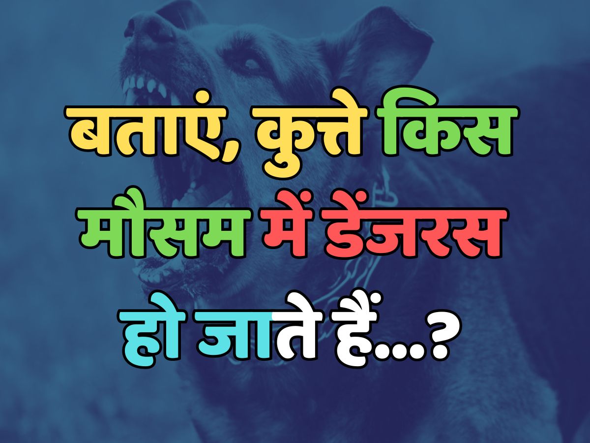 Trending Quiz : कुत्ते किस मौसम में डेंजरस हो जाते हैं? Trending Quiz : कुत्ते किस मौसम में डेंजरस हो जाते हैं?