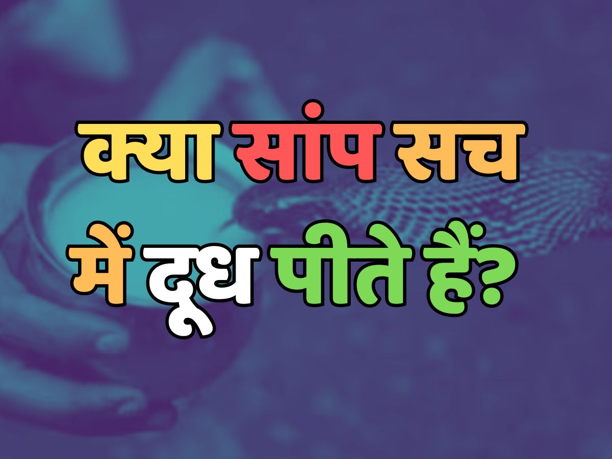 Trending Quiz : क्या सांप सच में दूध पीते हैं? Trending Quiz : क्या सांप सच में दूध पीते हैं?