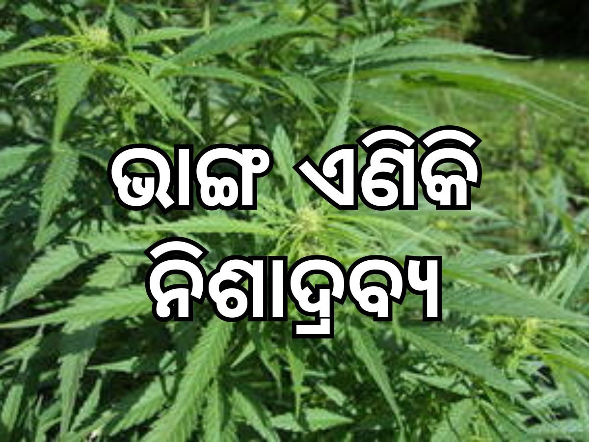 Bhanga: ଭାଙ୍ଗ ଏବେ ନିଶାଦ୍ରବ୍ୟ