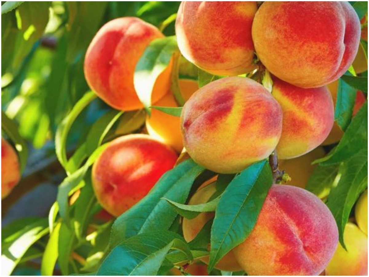 benifits of peaches