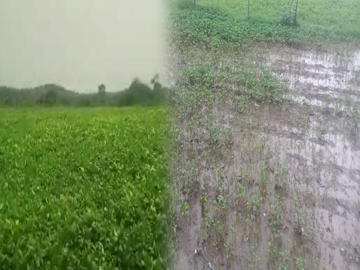 tonk news 50 thousand hectares of crops damaged due to rain ...
