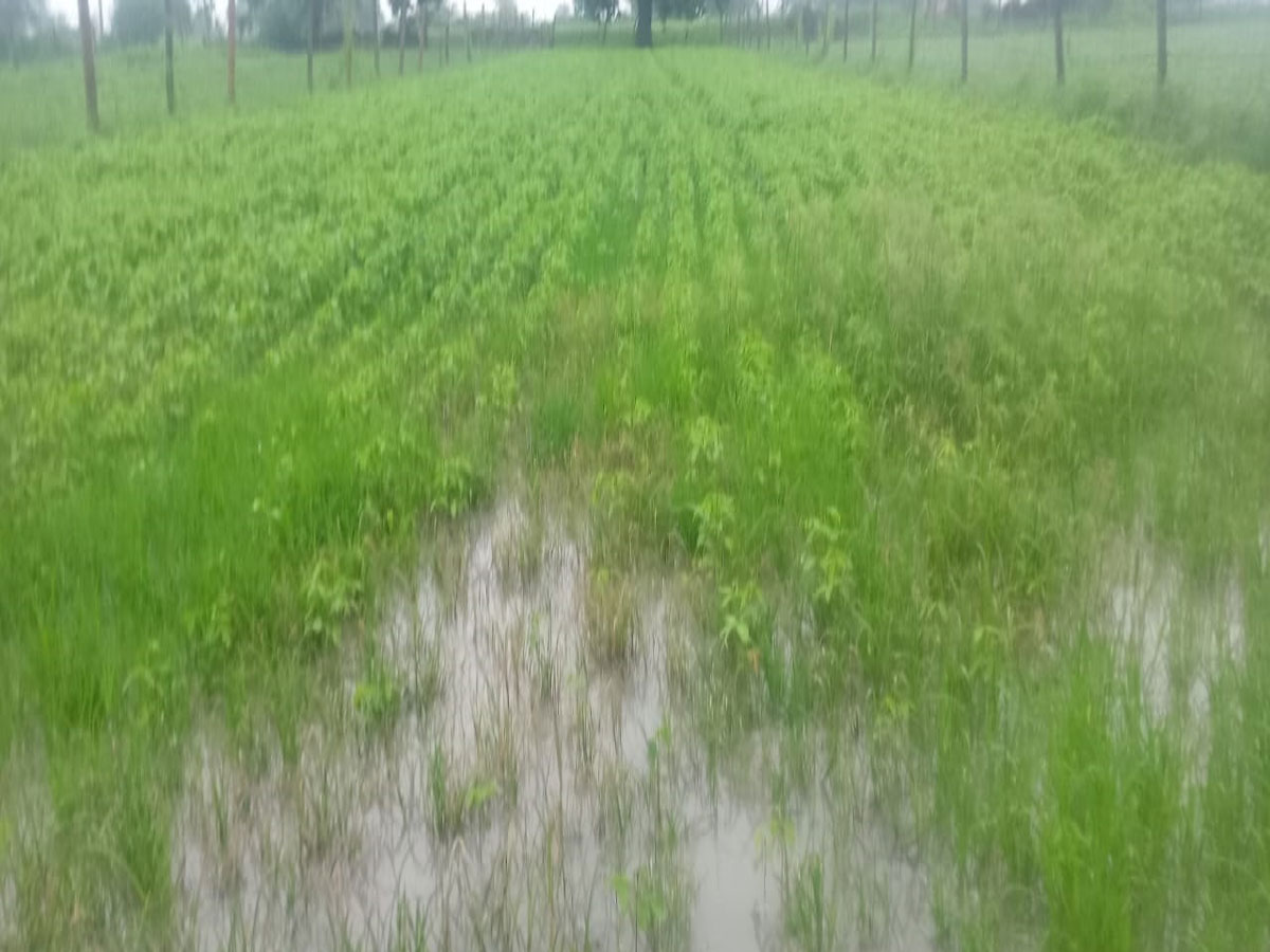 tonk news 50 thousand hectares of crops damaged due to rain waterlogging see photos