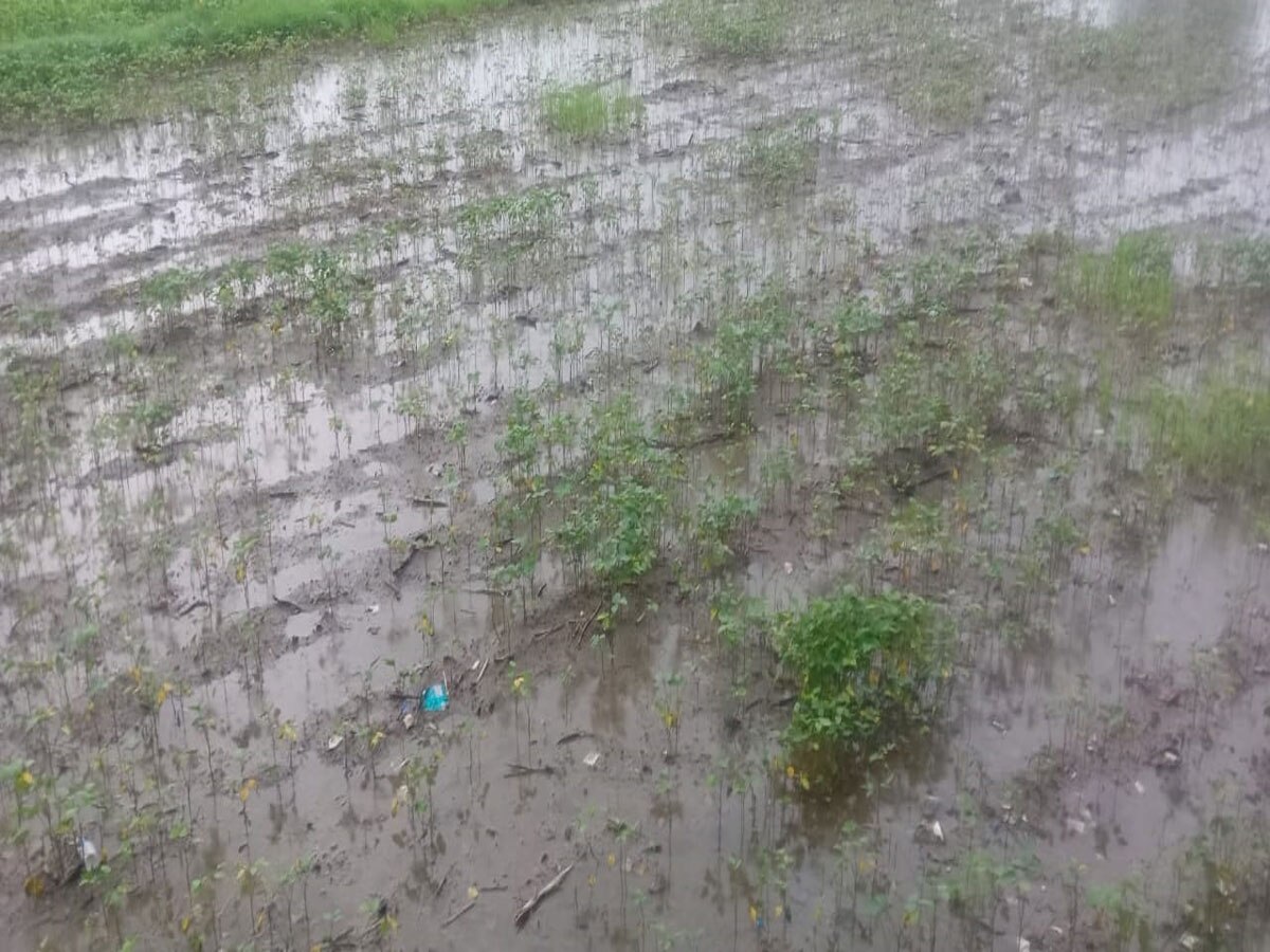 tonk news 50 thousand hectares of crops damaged due to rain waterlogging see photos