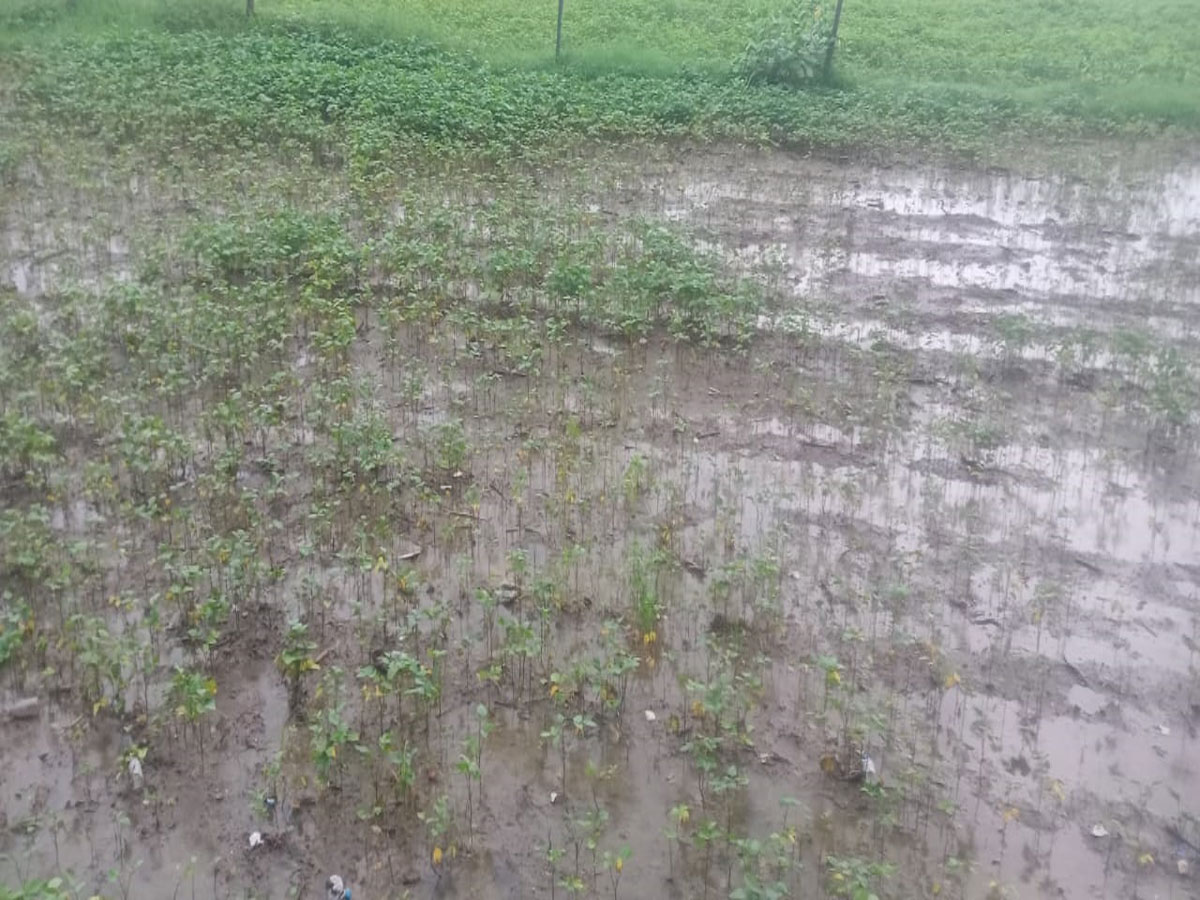 tonk news 50 thousand hectares of crops damaged due to rain waterlogging see photos