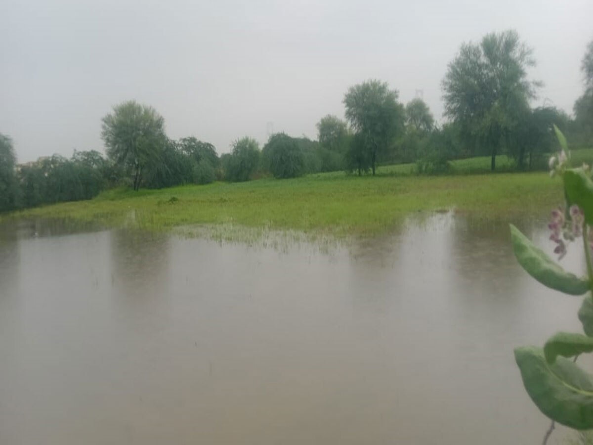 tonk news 50 thousand hectares of crops damaged due to rain waterlogging see photos
