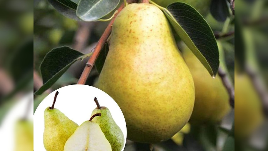 know the name of this tasty and sweet green fruit pear babu ghosh ...