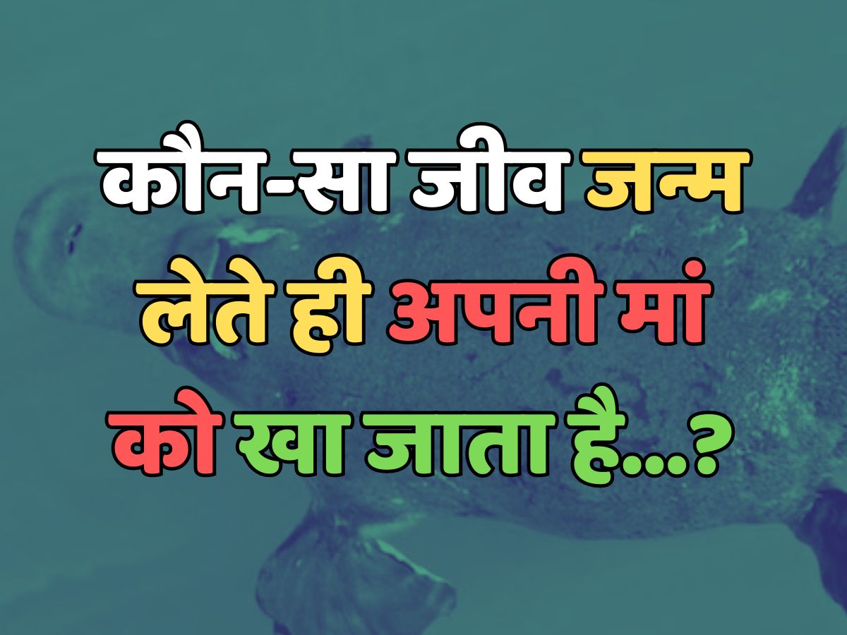 Trending Quiz : कौन-सा जीव जन्म लेते ही अपनी मां को खा जाता है?